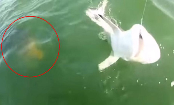 Video Pescadores captan el preciso instante en que tiburón es