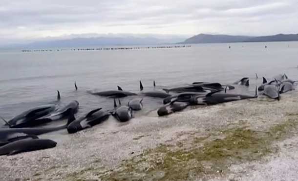 Centenares De Ballenas Varan En La Costa De Nueva Zelanda