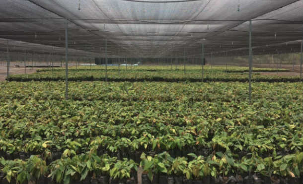 Empresa Bean & Co. avanza plantaciones de cacao en Nicaragua