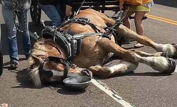 Un fuerte video muestra cómo un caballo terminó colapsando en una calle de Charleston, Estados Unidos.