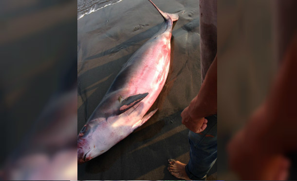 Una marsopa, un mamífero similar a los delfines, fue encontrado por pescadores de aserradores de El Viejo, Chinandega este miércoles.