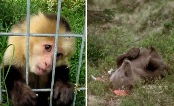 Mira la reacción de estos animales que se drogaron en la naturaleza