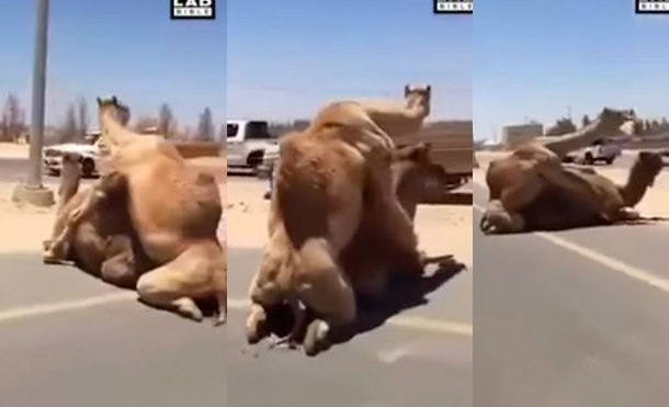 (+Vídeo) Camellos interrumpen el tránsito al aparearse en plena carretera