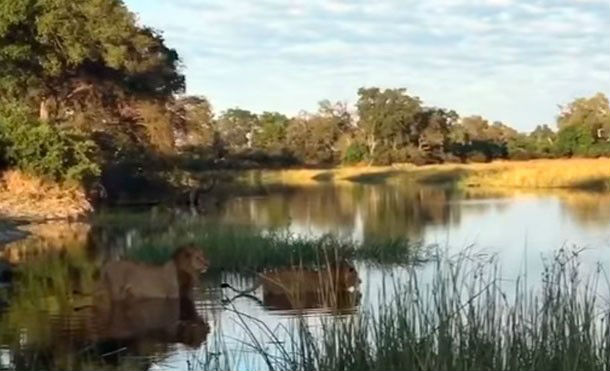 León se enfrenta a cocodrilo para salvar a su hermano menor