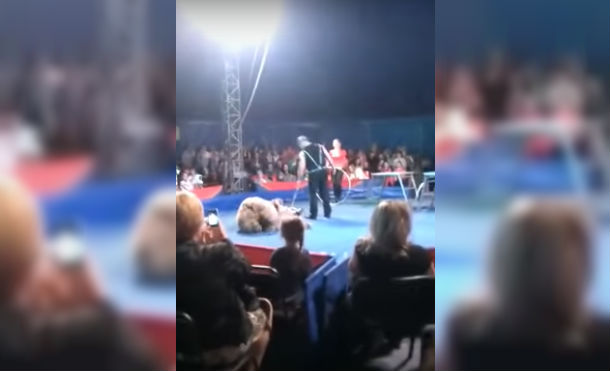 El pavoroso instante en que un oso ataca al público en un circo