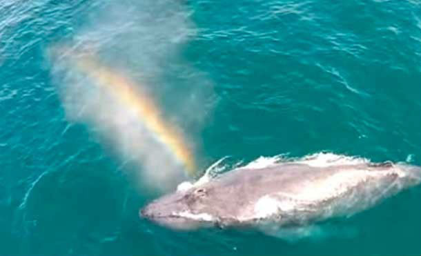 Ballena con "poderes mágicos" crea arcoíris y sorprende a usuarios