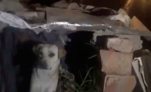 (+Vídeo) Niño fue abandonado en casa de un perro callejero