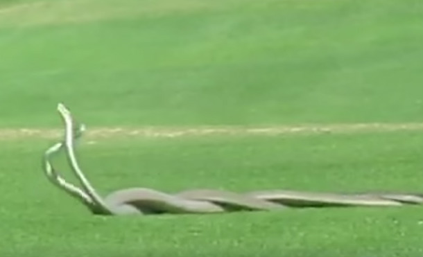 Impresionante lucha entre dos serpientes en un campo de golf