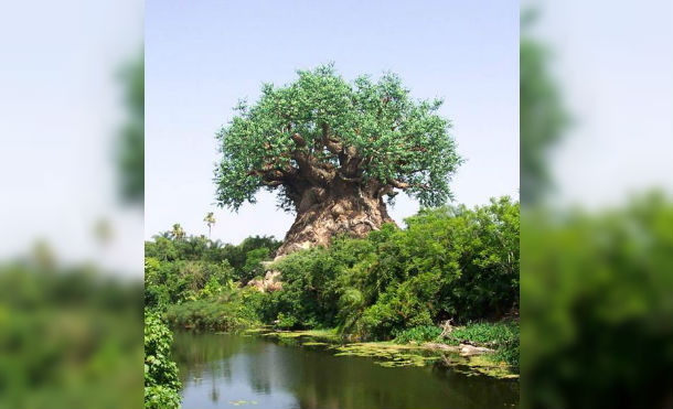 Descubre el árbol de Noé