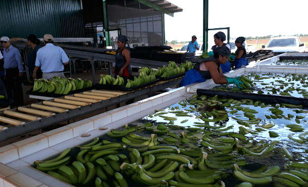 Nueva planta productora y empaque de banano en la Paz Centro