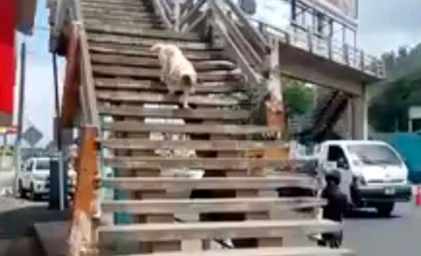 (+Vídeo) Perro da increíble lección a transeúntes que no utilizan el puente peatonal