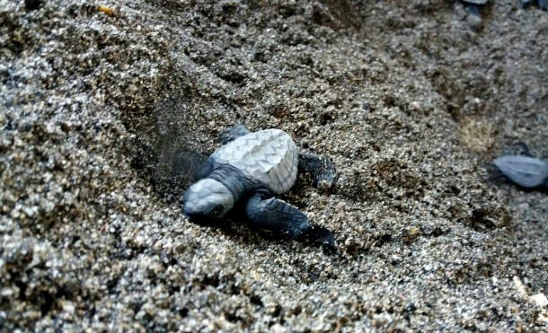 León: Rescatan "tortuguitas" a punto de ser comidas por un perro en Poneloya