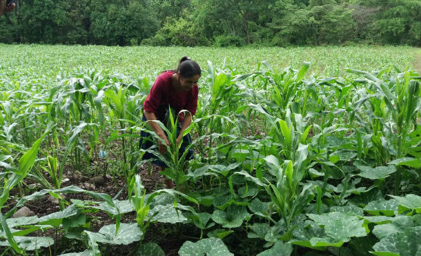 León: Productores reportan buen invierno para inicio de cosecha en próximos meses