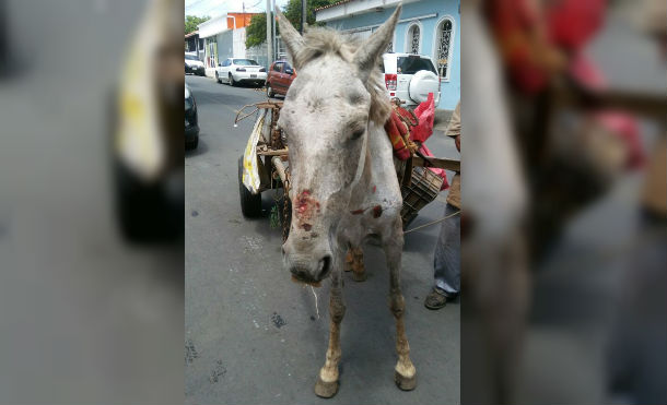 Abandonan a caballo en condiciones graves