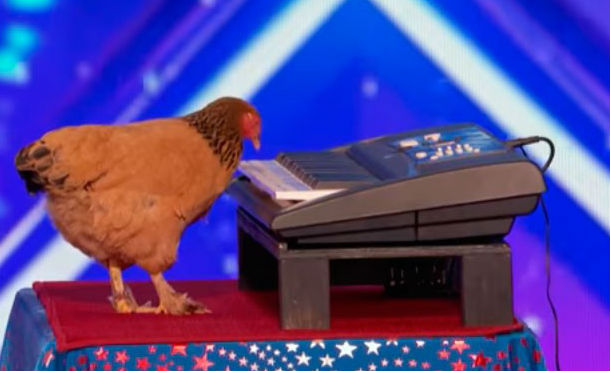 Gallina asombra con su talento para tocar el piano