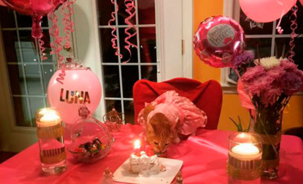 (+Vídeo) Celebran a gato quinceañero con pasteles, globos y regalos