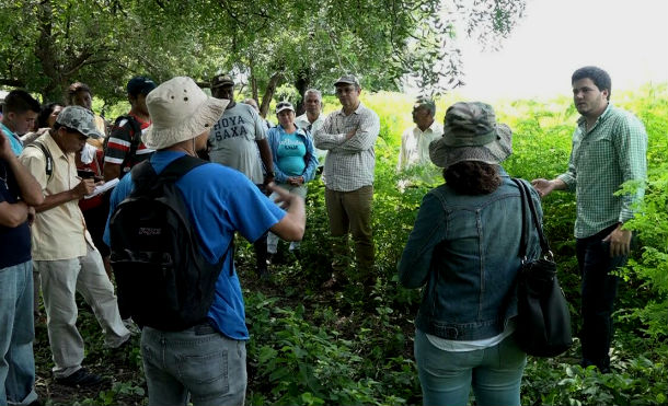 Productores de León y Rivas fortalecen capacidades en la siembra del marango