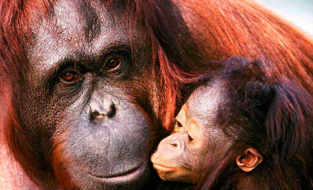 Cazaban orangutanes para que fueran esclavas sexuales