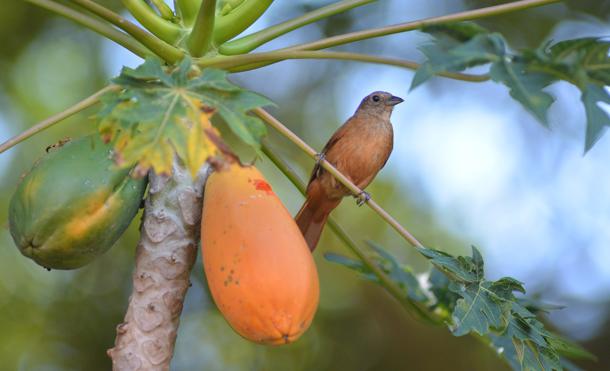 julio44 hoja papaya