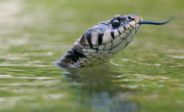 (+Vídeo) Esta serpiente intenta meterse en un bote, causando pánico entre sus tripulantes