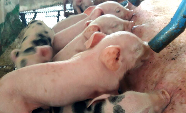 Granja porcina garantizan calidad en la carne de cerdo