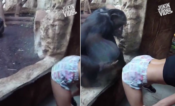 Chica les baila “twerking” a monos y no creerás cómo terminó todo