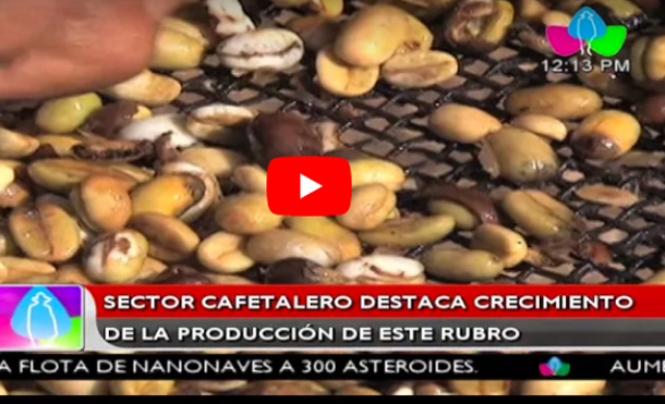 Sector cafetalero destaca crecimiento de la producción de este rubro