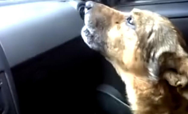 ¿Perro "explica" a su dueña dónde estuvo perdido? El video ha sorprendido a todos