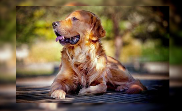 Estremecedor video de un perro lleno de gusanos causa furor en las redes