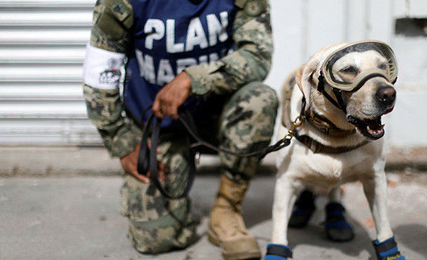 (+Fotos) Conozca a los héroes caninos que rescatan a sobrevivientes del terremoto en México