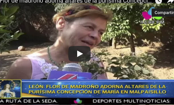 León: Flor de madroño adorna altares de la purísima Concepción de María en Malpaisillo