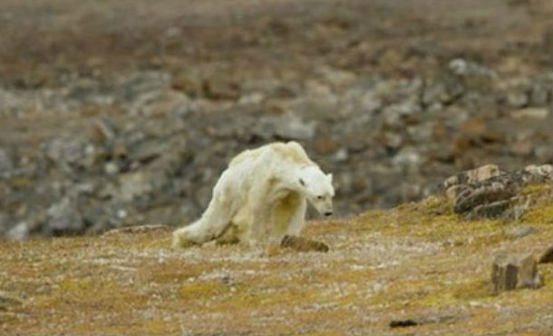 "Desgarrador": Graban la muerte lenta y dolorosa de un oso polar hambriento