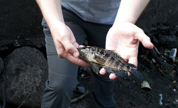 Alemanes estudian especies de mojarras, guapotes y laguneros en Tiscapa