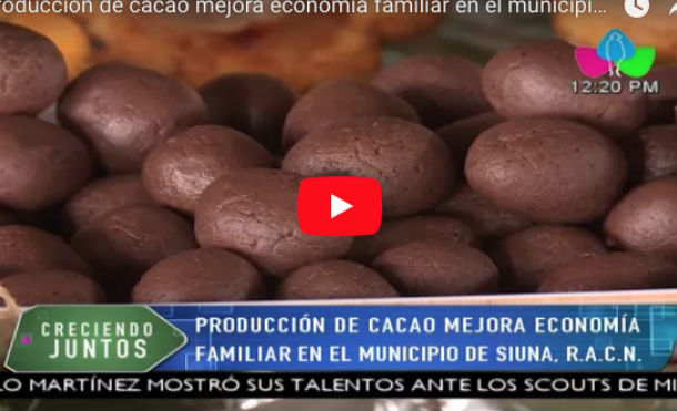 Producción de cacao mejora economía familiar en el municipio de Siuna, R.A.C.N