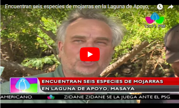 Encuentran seis especies de mojarras en la Laguna de Apoyo, Masaya