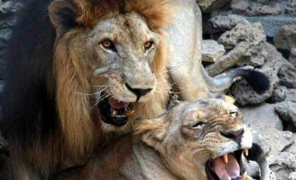 Una manada de leones devora a un cazador furtivo en Sudáfrica