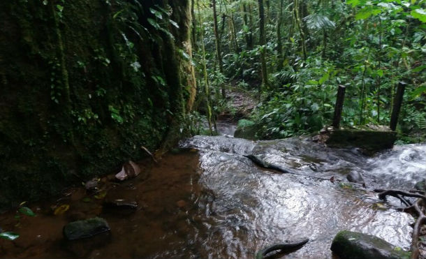 ¿Cómo entenderse con la naturaleza?