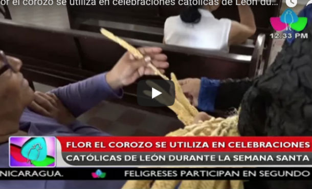 Flor el corozo se utiliza en celebraciones católicas de León durante la semana santa