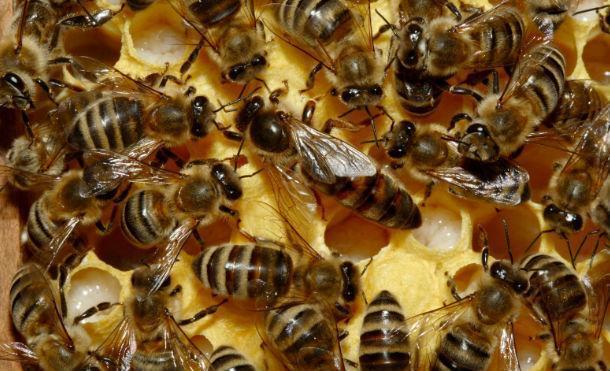 Abejas africanizadas atacan a 16 personas en Peñas Blancas