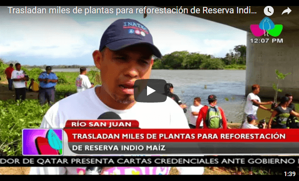 Trasladan miles de plantas para reforestación de Reserva Indio Maíz