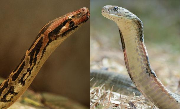 Graban una reñida pelea entre una cobra y una pitón