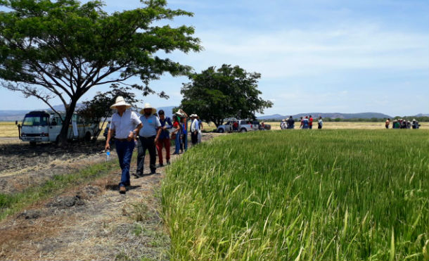 INTA Matagalpa presenta nuevas tecnologías para la producción de arroz