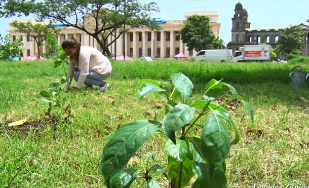 Movimiento Guardabarranco reforesta sectores de la Plaza 22 de Agosto en Managua