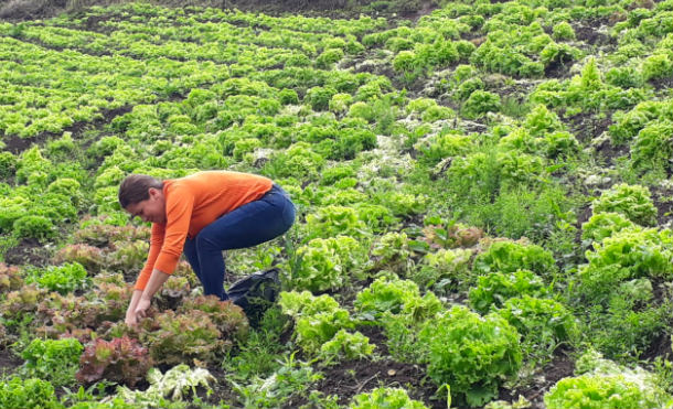 Productores de hortalizas de Matagalpa contentos con la buena cosecha