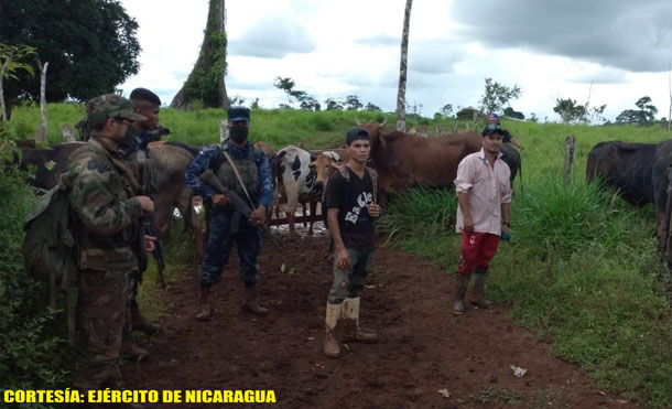 Foto Cortesía: El ganado recuperado fue entregado a sus respectivos dueños.