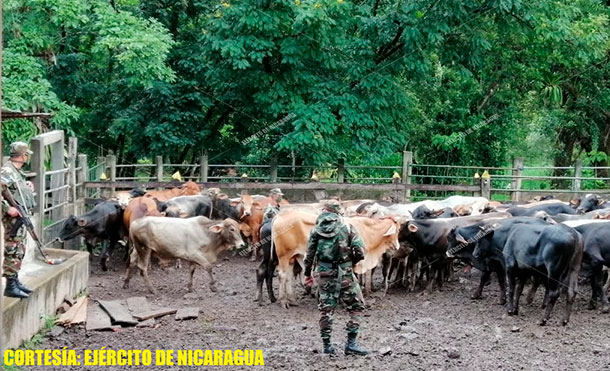 Foto Cortesía: El Ejército de Nicaragua recuperó 934 semovientes, mismos que fueron entregados a sus respectivos dueños y se retuvieron a 80 personas vinculadas en actividades de abigeato.