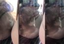 Tierno bebé orangután besa la panza de una mujer embarazada