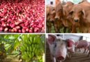 Avanza a buen ritmo producción agrícola y pecuaria del país