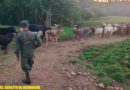 Efectivos del Ejército de Nicaragua resguardando semovientes recuperados en el municipio de Paiwas, R.A.C.C.S.