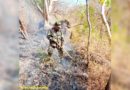 Ejército de Nicaragua sofocan incendio forestal en Chinandega